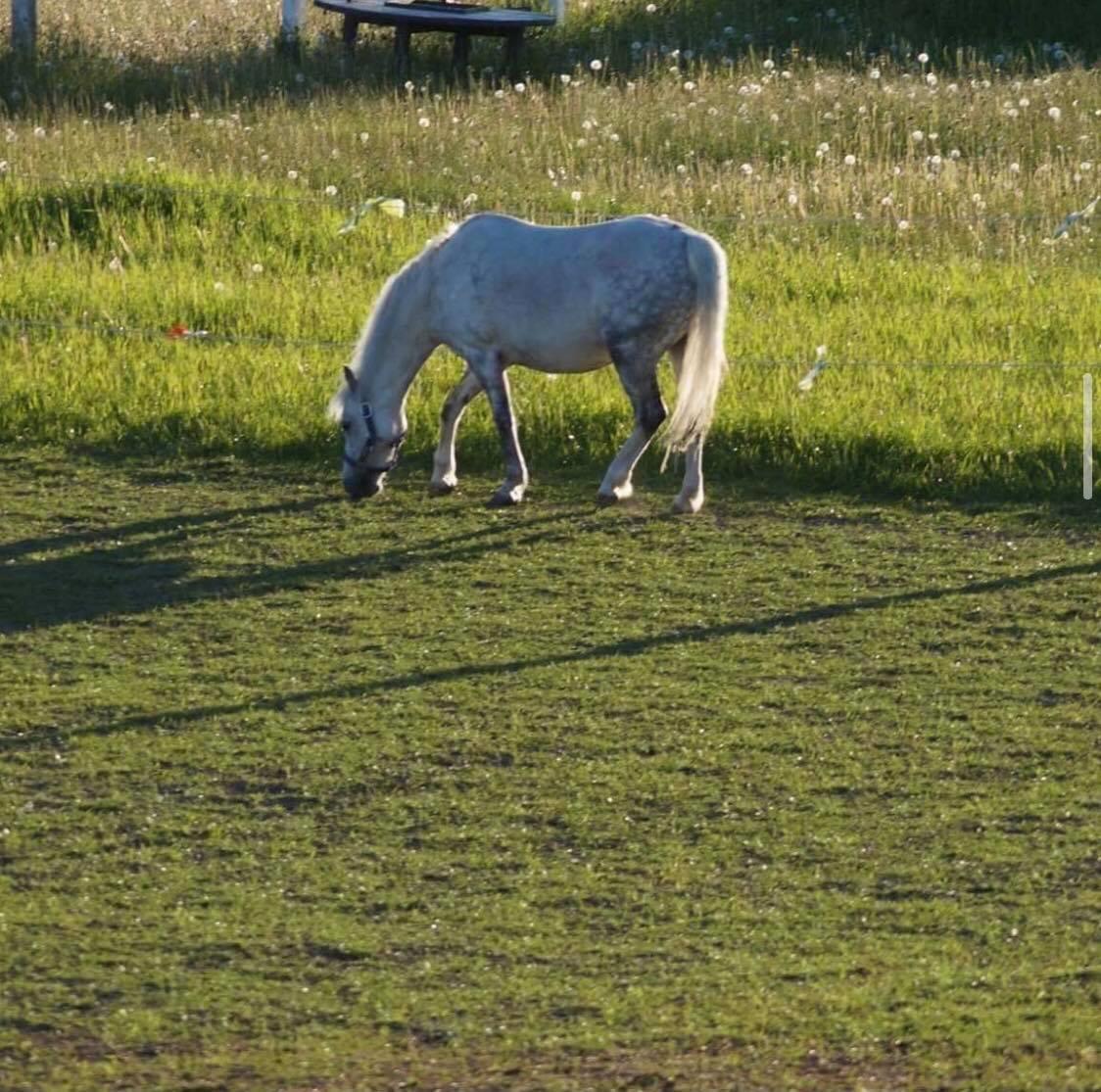 Welsh Mountain (sec A) Lunds Rhianna[Himmelhest] billede 17