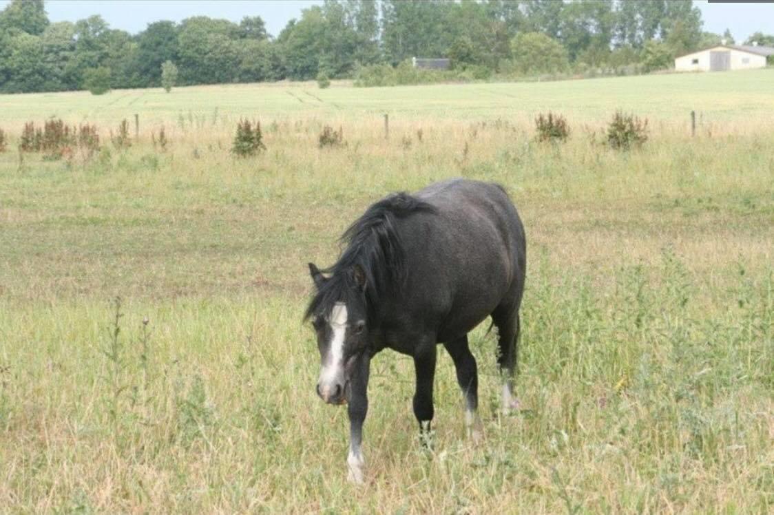 Welsh Mountain (sec A) Lunds Rhianna[Himmelhest] billede 19