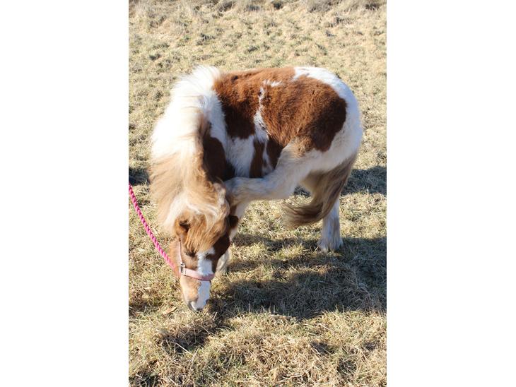 {{currentPhoto.altText}} billede {{currentPhoto.number}}