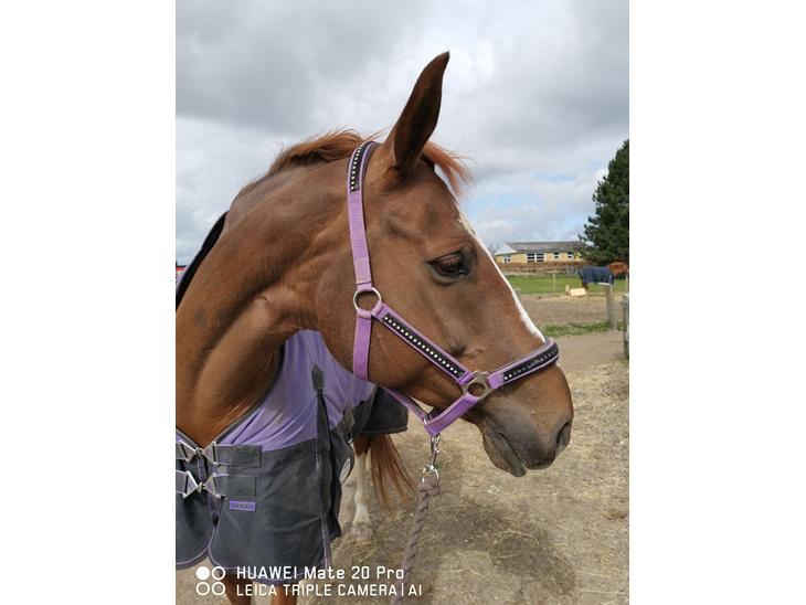 {{currentPhoto.altText}} billede {{currentPhoto.number}}