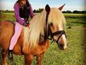 Haflinger Mille *R. I. P*
