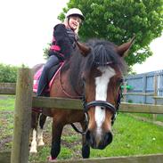 Welsh Pony af Cob-type (sec C) Chopin's Primmy