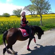 Welsh Pony af Cob-type (sec C) Chopin's Primmy