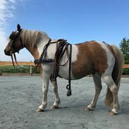 Anden særlig race Luna