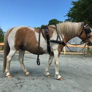 Anden særlig race Luna