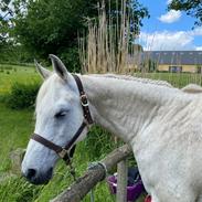 Arabisk fuldblod (OX) Scirocco 