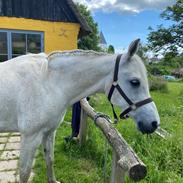 Arabisk fuldblod (OX) Scirocco 