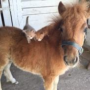 Shetlænder Høvevejs King Arthur