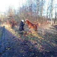 Shetlænder Høvevejs King Arthur