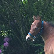Welsh Partbred (Sec F) Colorado Rain aka. Følbert