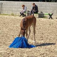 Welsh Partbred (Sec F) Colorado Rain aka. Følbert
