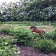Welsh Partbred (Sec F) Colorado Rain aka. Følbert
