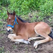 Welsh Partbred (Sec F) Colorado Rain aka. Følbert