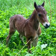 Welsh Partbred (Sec F) Colorado Rain aka. Følbert