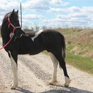 Barockpinto Stald Veggerbys Alberto