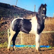 Barockpinto Stald Veggerbys Alberto