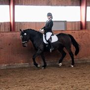 Dansk Varmblod Zafine Macoy