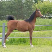 Arabisk fuldblod (OX) El Wadim