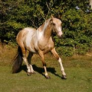 Tennessee Walker | Pride'n'Justice GW