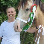 Welsh Cob (sec D) Chopins Cashmere