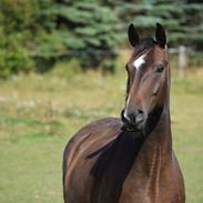 Dansk Varmblod Doolittle khan
