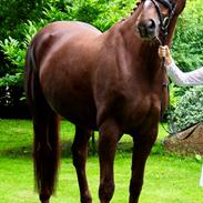 Dansk Varmblod Dolce Gabbana