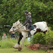 Irish Cob Whiteface (Gypsy) - Part