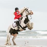 Irish Cob Whiteface (Gypsy) - Part