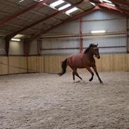 Oldenborg Muhlegaardens Santos