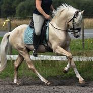 Welsh Pony (sec B) Eyarth Santiago (Avlshingst)