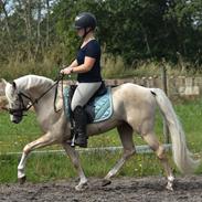 Welsh Pony (sec B) Eyarth Santiago (Avlshingst)