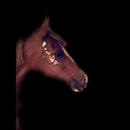 Hollandsk Sportspony Ainoa Van uniken