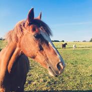 Hollandsk Sportspony Ainoa Van uniken
