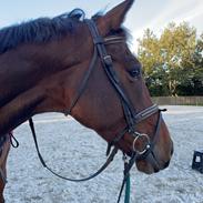 Dansk Varmblod Zackson