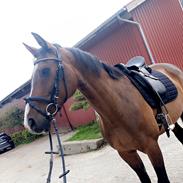 Dansk Varmblod Vendebekkens Atempt 