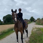 Dansk Varmblod Vendebekkens Atempt 