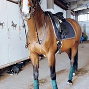 Dansk Varmblod Vendebekkens Atempt 