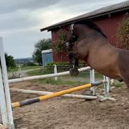 Dansk Varmblod Vendebekkens Atempt 