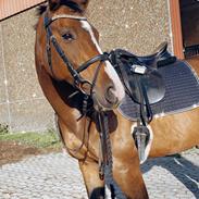 Dansk Varmblod Vendebekkens Atempt 