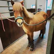 Islænder Yrsa fra Grove