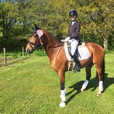 Welsh Partbred (Sec F) Struntze´s Go Believe