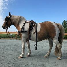 Anden særlig race Luna