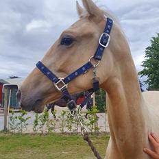 Palomino Leopold minded