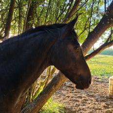 Anden særlig race Loke