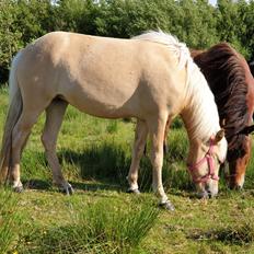 Islænder Ósk fra Haldgården SOLGT