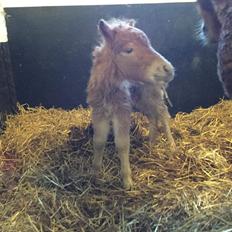 Shetlænder Høvevejs King Arthur