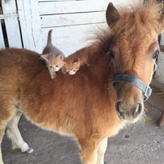 Shetlænder Høvevejs King Arthur