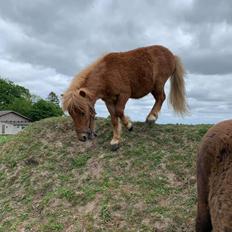 Shetlænder Høvevejs King Arthur