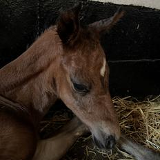 Dansk Varmblod Sundsdal's Rockabilly