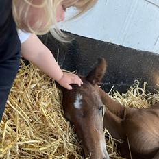 Dansk Varmblod Sundsdal's Rockabilly